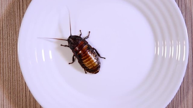 cockroach in a plate