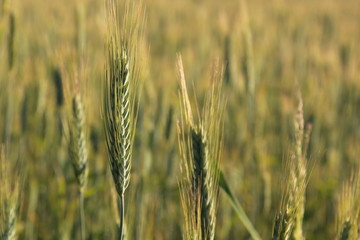 Ear. Wheat ear field.