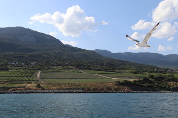 Fototapeta premium Wineyards of Livadia on the Crimea South coast -view from the Black sea