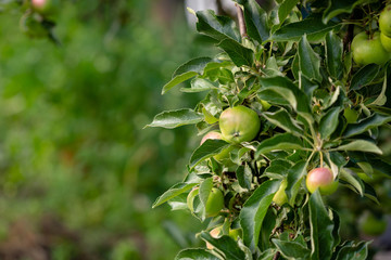 Red Apple on green tree, nature