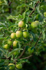 Apple on green apple tree