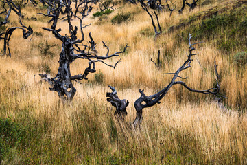 Cold fogging morning trek to Los Cuernos, Patagonia, Chile, South America