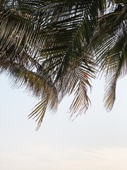 Beautiful tropical coconut palm branches against white sky. Minimalistic pattern and background. Summer or travel concept. Empty space, mock up.