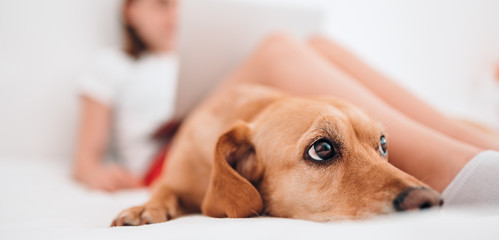 Dog lying on the bed and looking up