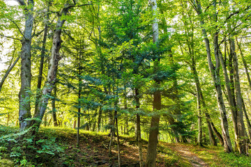 Obraz premium forest trees. nature green wood backgrounds Sunny Day