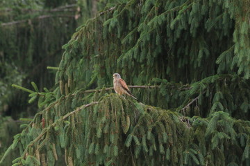 bird on tree kestrel