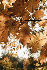 Autumn and fall composition. Beautiful orange oak leaves in the park. Fall concept and natural background.