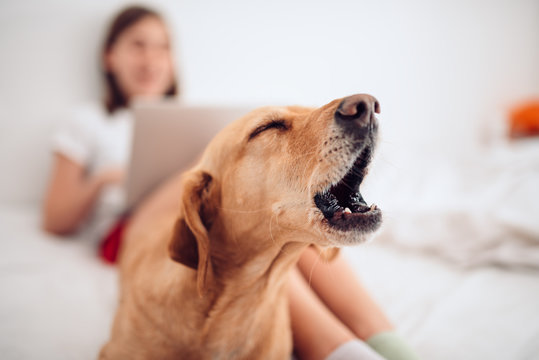 Dog lying on the bed and barking