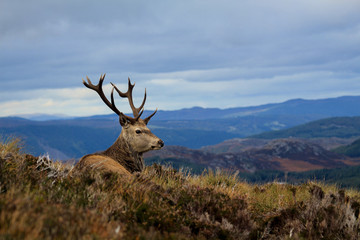 Cerf écossais