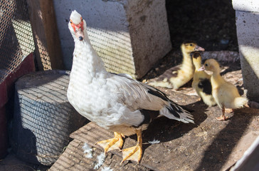 Obraz premium Duck with ducklings on a farm