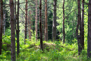 Fototapeta premium Landscape pine forest. Clear summer day and sunshine.