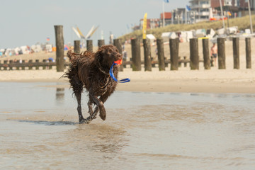 Hund am Meer 04