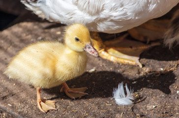 Ducklings walk on the farm