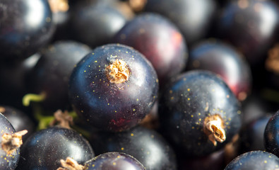 Ripe blackcurrant berries as a background