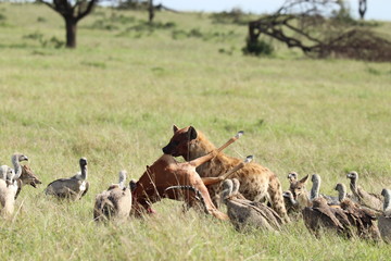 Spotted hyena carrying its prey, Masai Mara National Park, Kenya.