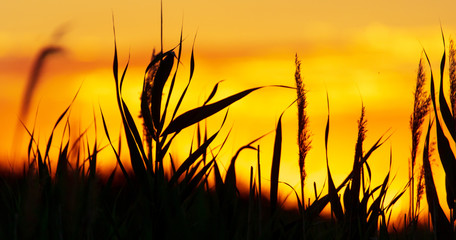 Plants in the field at sunset