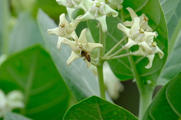 Gigantic flowers and bee are relation in the nature.