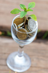 Coins in a glass cup with a plant sprout