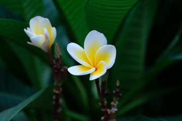 Gigantic flowers and bee are relation in the nature.