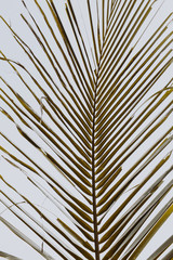 Beautiful tropical coconut palm branch against white sky. Minimalistic pattern and background with retro and vintage warm colors. Summer or travel concept.