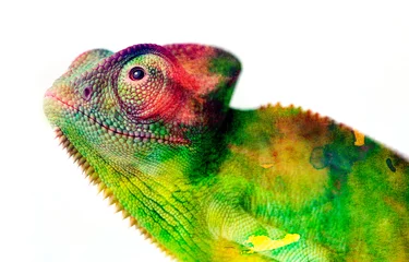 Wandcirkels tuinposter chameleon - and water colors © Vera Kuttelvaserova