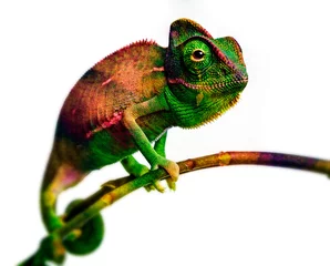 Selbstklebende Fototapeten green chameleon - and water colors © Vera Kuttelvaserova