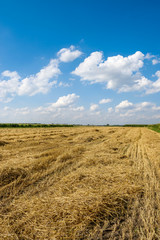 Landscape of blue sky and yellow field