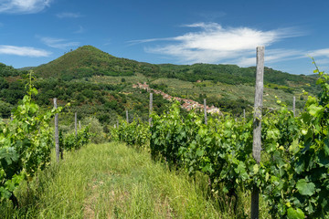 Obraz premium Hills near Collodi, Lucca
