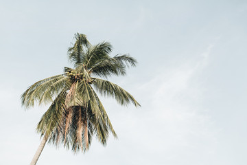 Fototapeta na wymiar Lonely tropical exotic coconut palm tree against blue sky on windy day. Neutral minimalistic background. Summer and travel concept on Phuket, Thailand.
