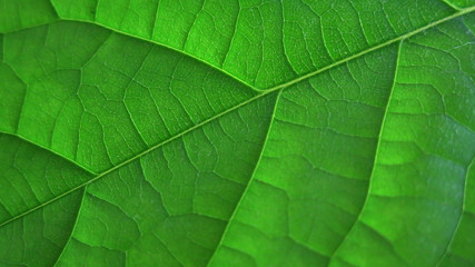 Fototapeta na wymiar texture of avocado green leaf