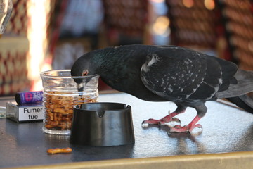 Pigeon on table
