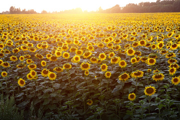 Sunflowers wallpaper. Floral background, natural texture.