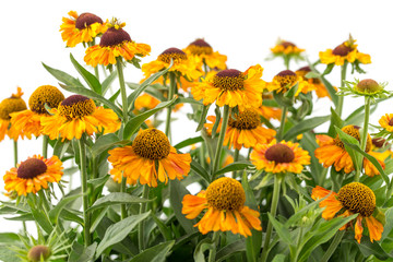 Sonnenbraut - Helenium
