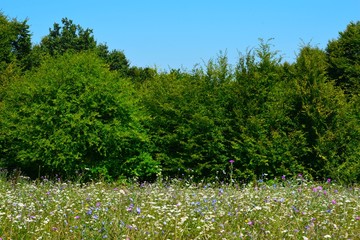 field of grass and flowers near a forest