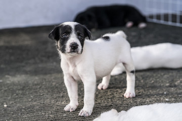 lovely Puppy playing outdoor