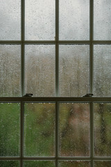 Beautiful window on a calm rainy day