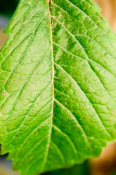 Green leaf close-up. Macro photography of plants. Natural background and texture.