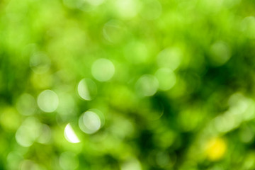 Fototapeta na wymiar Bright green bokeh, natural background