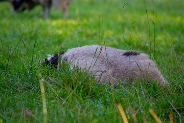 Jacob sheep eat grass in a meadow and rest in the  warm weather