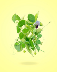 Creative poster with green fresh peas on yellow background. Peas levitate in the air with leaf....