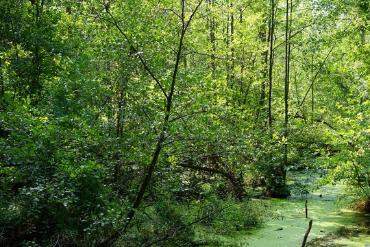 Moor (Thyrn) im Wald am M&uuml;ggelsee