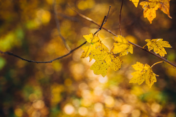 A tree branch with autumn leaves of a maple on autumn blurred background. Landscape in autumn season. space for text. warm sunrays illuminate the dry, gold beech leaves covering