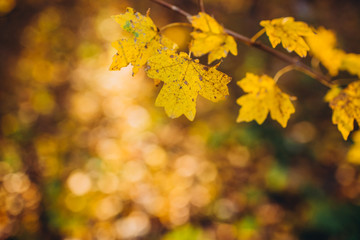 A tree branch with autumn leaves of a maple on autumn blurred background. Landscape in autumn season. space for text. warm sunrays illuminate the dry, gold beech leaves covering