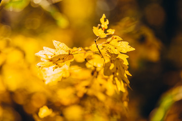 A tree branch with autumn leaves of a maple on autumn blurred background. Landscape in autumn season. space for text. warm sunrays illuminate the dry, gold beech leaves covering