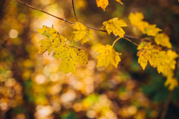 A tree branch with autumn leaves of a maple on autumn blurred background. Landscape in autumn season. space for text. warm sunrays illuminate the dry, gold beech leaves covering