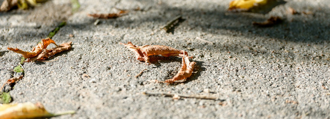 Yellow autumn leaves on the ground. Autumn natural background.