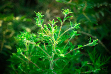 Green plant.  Green bush. Beauties of nature.