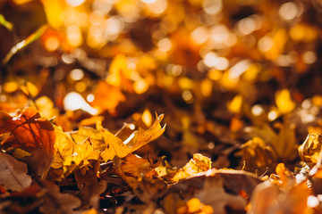 sunrays illuminate the dry, gold beech leaves covering the forest ground. Golden autumn leaves on...