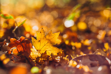sunrays illuminate the dry, gold beech leaves covering the forest ground. Golden autumn leaves on the ground. Texture of autumn maple leaves.