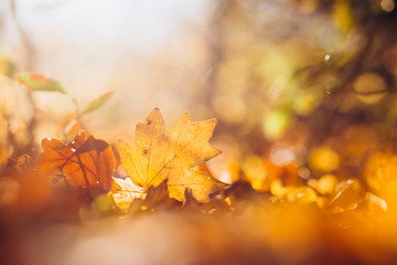 sunrays illuminate the dry, gold beech leaves covering the forest ground. Golden autumn leaves on...